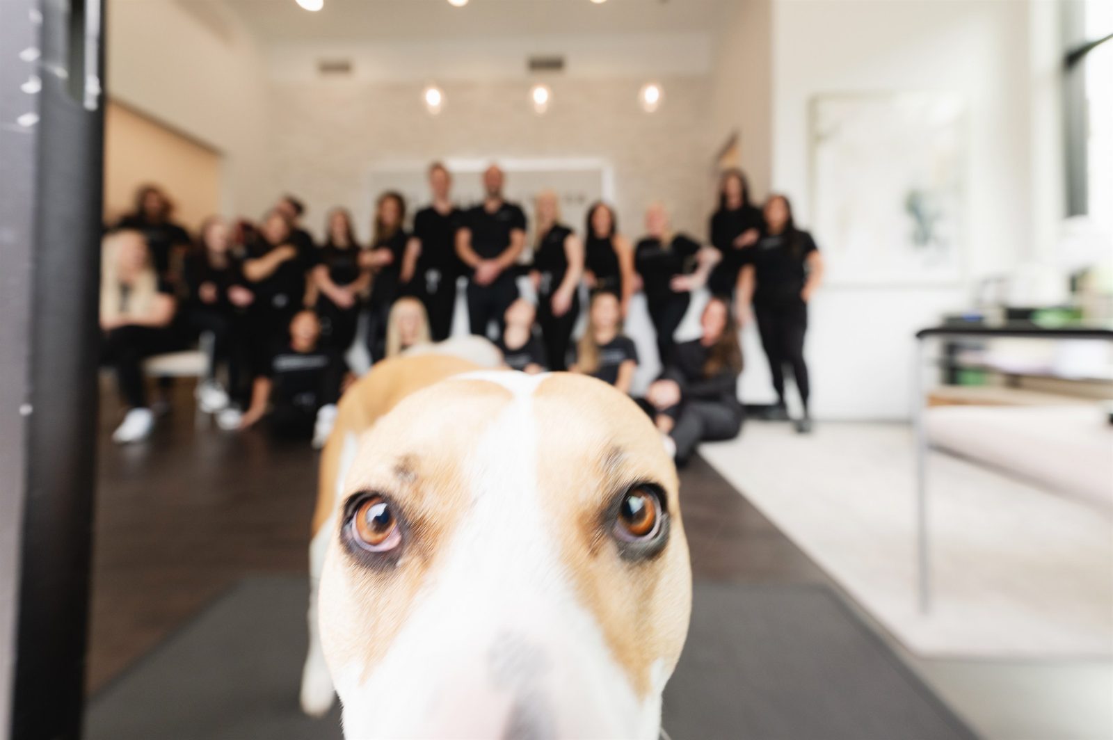 One of the practice's therapy dogs looking into the camera in the lobby, the whole team behind